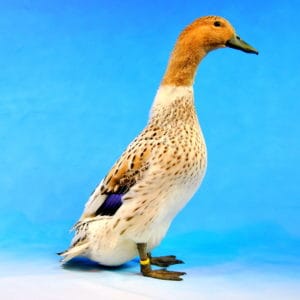 Champion Abacot Ranger Duck on a blue photographer's backdrop
