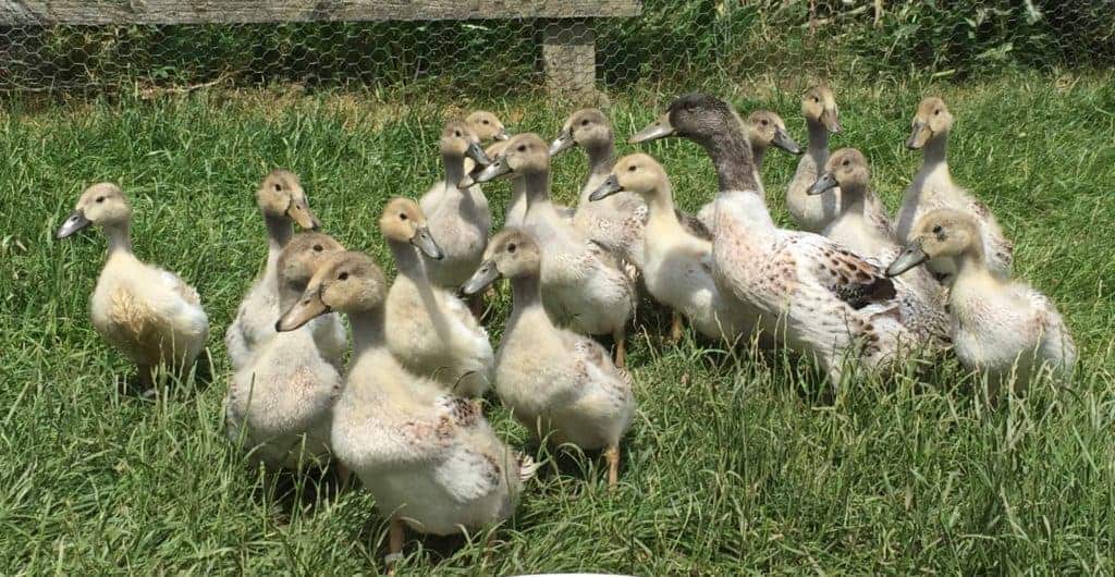 Abacot ranger ducklings in ia field