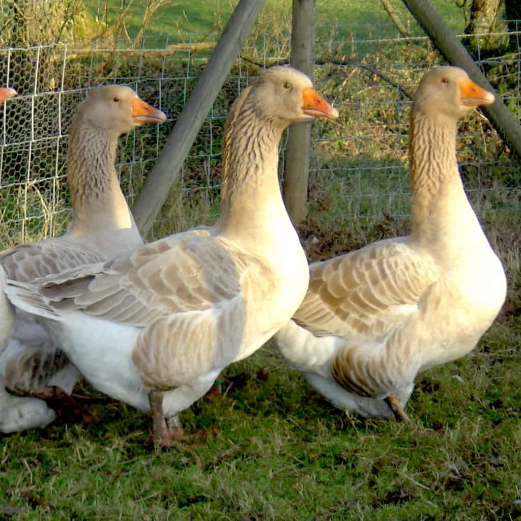 American Buff Geese