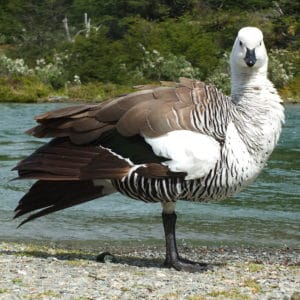 (Lesser Magellan) Upland Goose, Tierra del Fuego