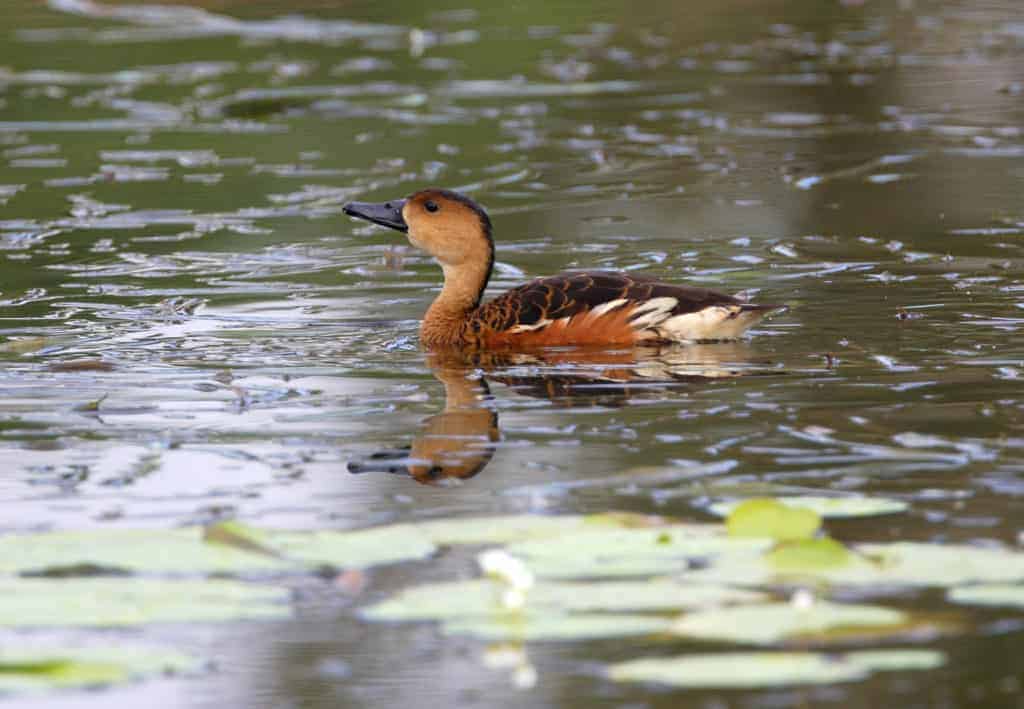 Australian Wandering Whistling Duck swimming with floating vegetation in the foreground