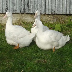 3 handsome Aylesbury ducks standing in a farm