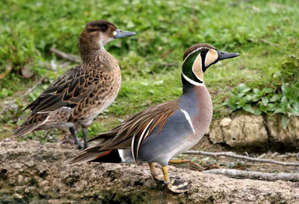 Pair of Baikal Teal standing at a pond edge