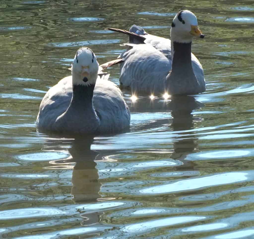 2 Bar-headed Geese swimming toward the viewer
