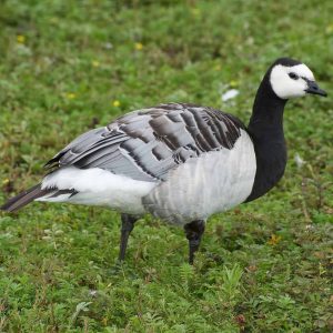 A barnacle goose from the side