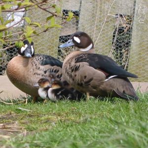 Pair of Spectacled Ducks with ducklings