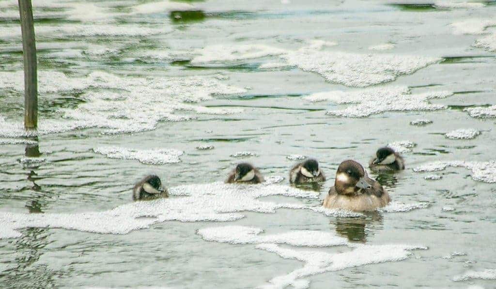 Mother Bufflehead leads her new brood