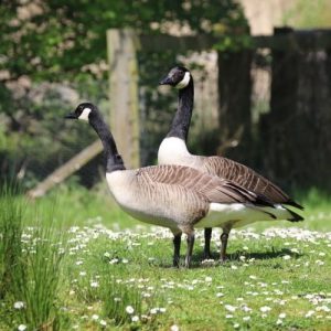 Pair of Canada geese standing at the waterside