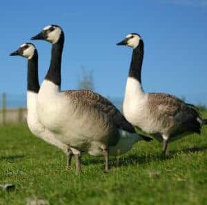 young Giant Canada geese standing proud