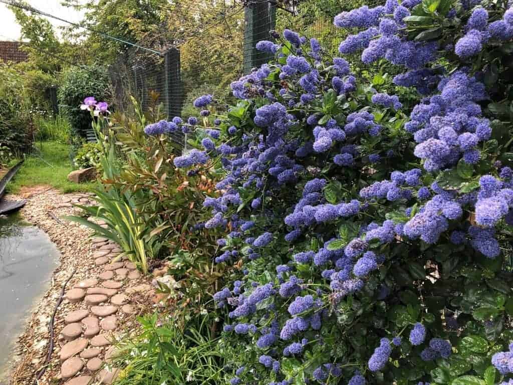Ceanothus “Puget Blue” performs well every year