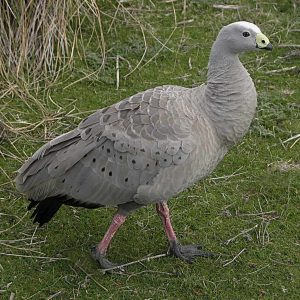 Cereopsis or Cape Barren Goose standing on grass