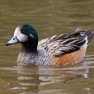 Chiloe Wigeon swimming