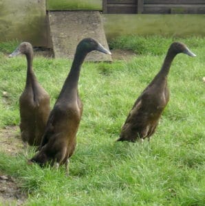 3 Chocolate Runner Ducks