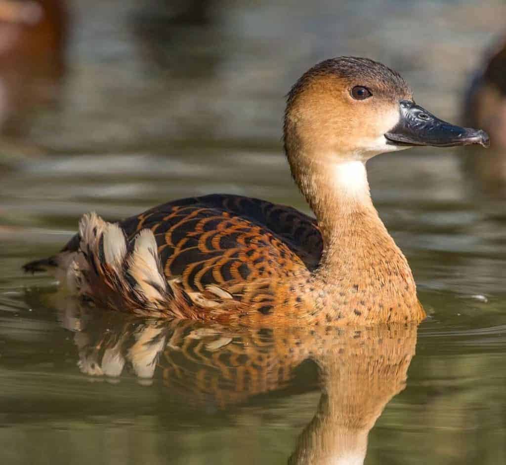 wandering whistling duck call