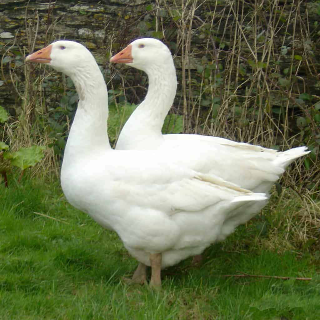 Embden Geese