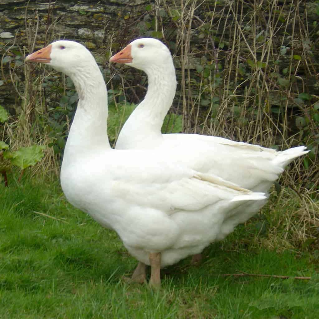 Embden Goose British Waterfowl Association