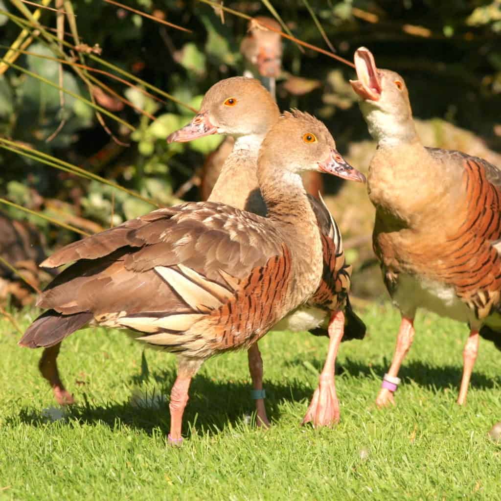 Group of Eyton's Whistling Ducks showing social behaviour