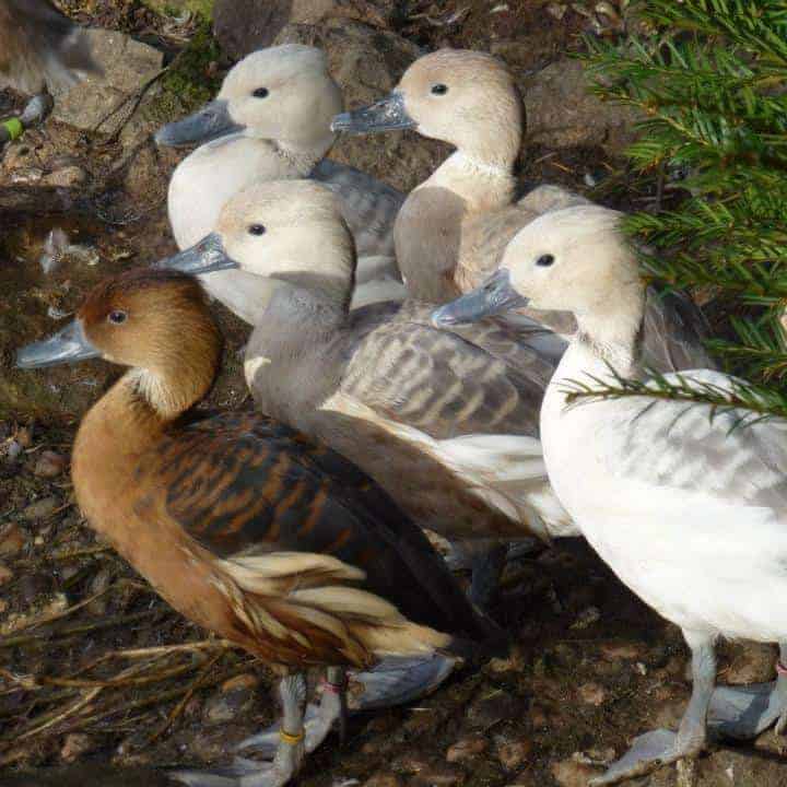 A group of Fulvous Whistling ducks in different colours