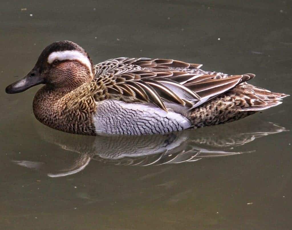 Garganey swimming