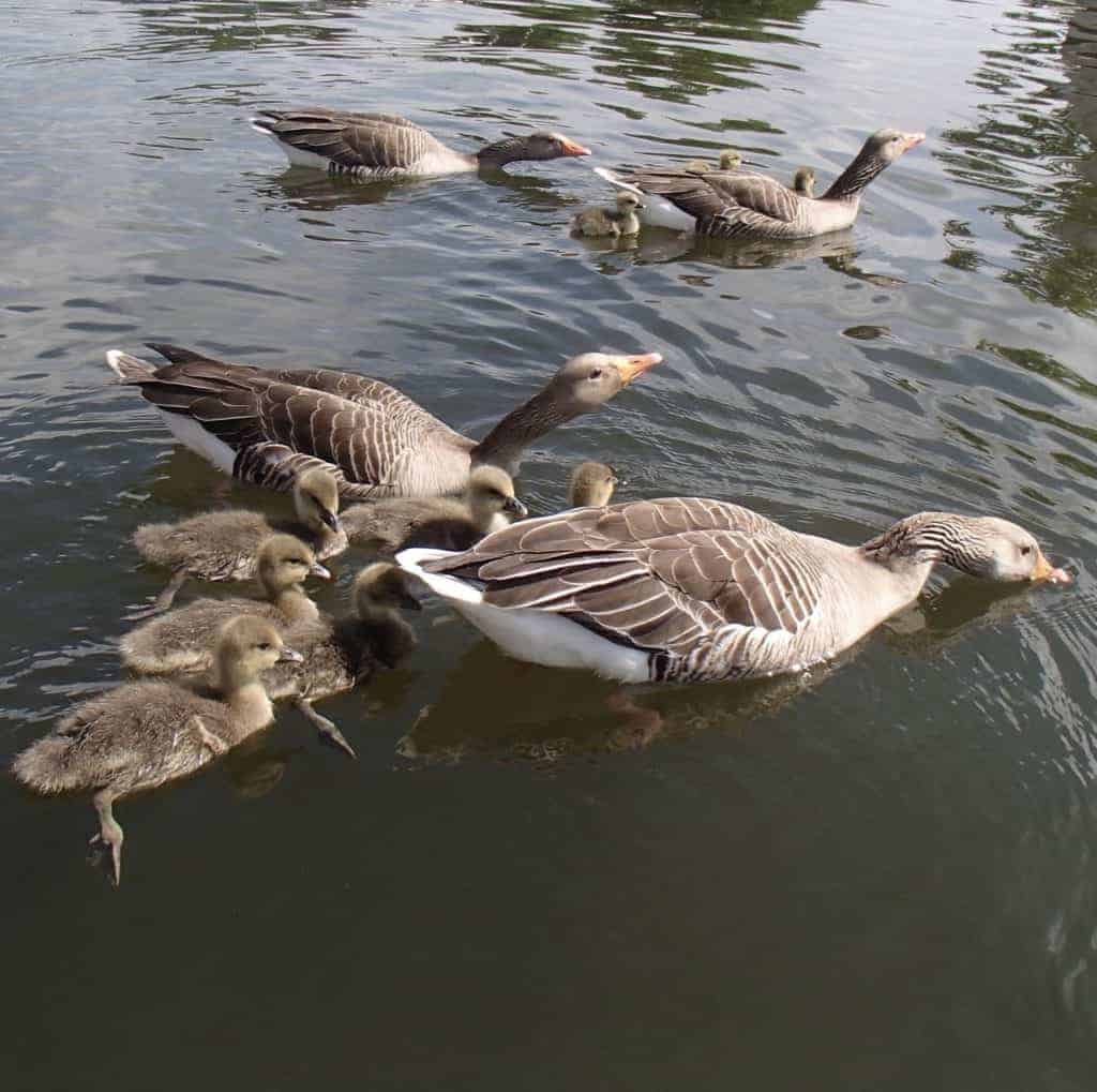 Wild Greylag geese swimming