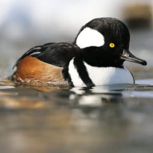 Hooded Merganser drake swimming