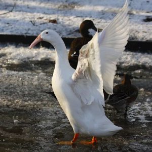 A white Hook-billed duck flapping its wings by an icy pond