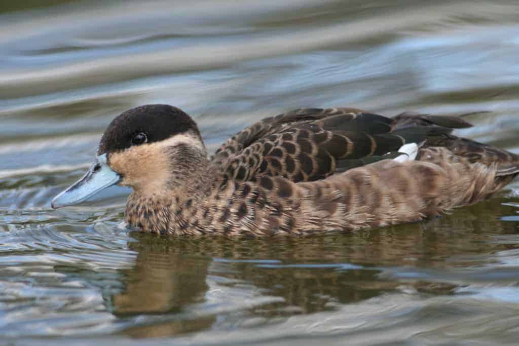 Blue-billed Teal swimming