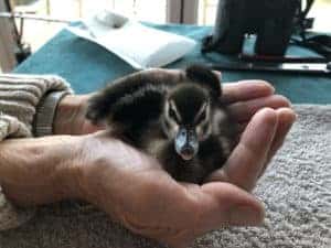 Young Spotted Whistling ducklings cupped in hands