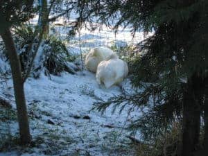 2 small white ducks sheltering under a hedge in winter snow