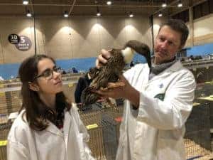 2 waterfowl judges examine the finer points of a Hook-billed Duck