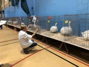 Judging Sebastopol Geese at a show.