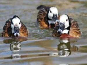 3 white-fced Whistling ducks swimming towards the viewer