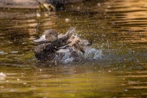 Freckled duck bathing with lots of splashing