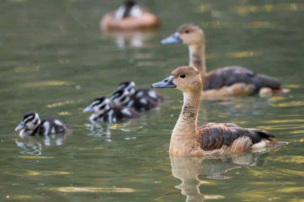 Pair of Javan Whistling Ducks swimming with ducklings