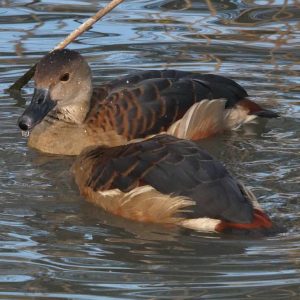 2 Lesser Whistling or Javan ducks swimming