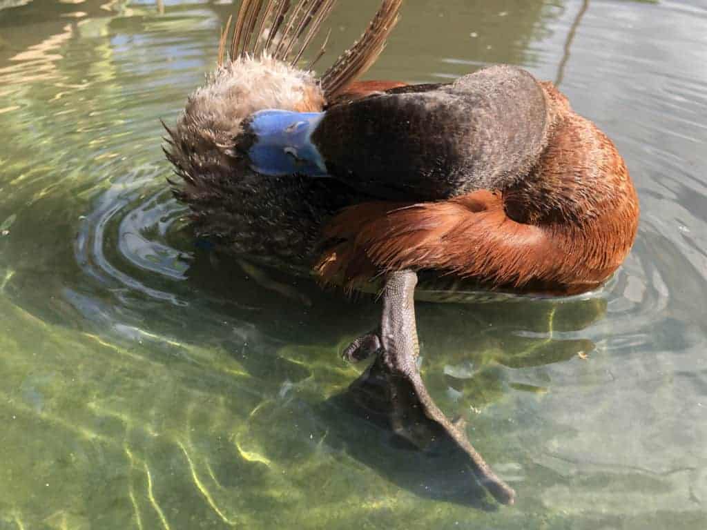Argentine Ruddy Duck preening