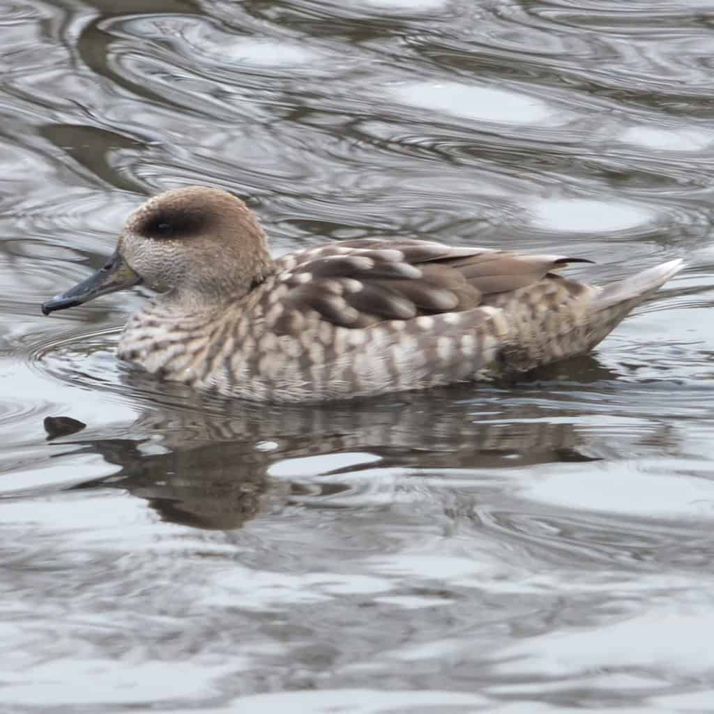 Marbled Duck swimming