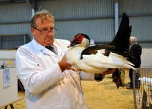 Andrew Wetters judging a Muscovy duck