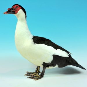 Muscovy duck on a blue photographer's backdrop