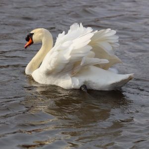 Mute Swan swimming, agressive pose