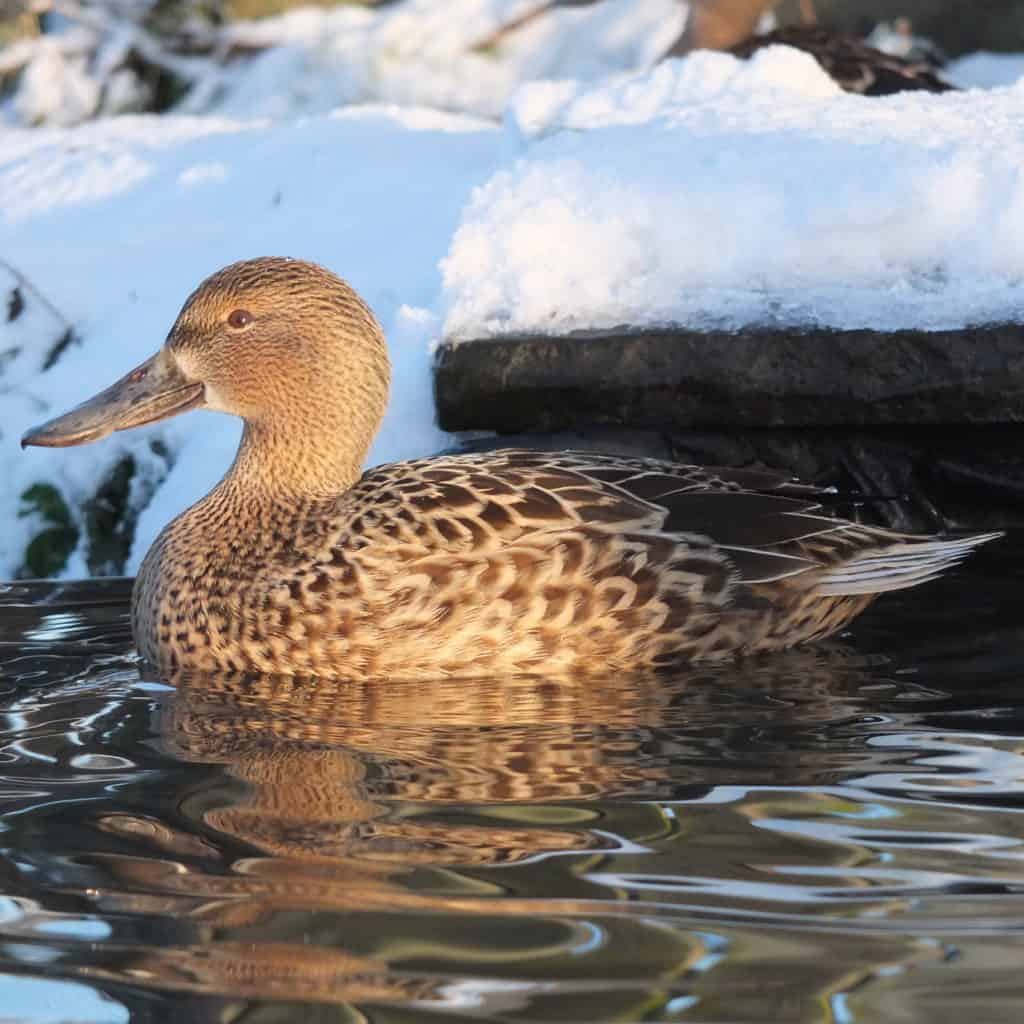 Northern Shoveler duck