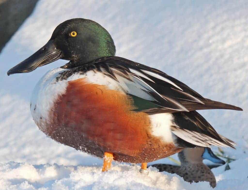 Northern Shoveler drake in breeding plumage standing on snow