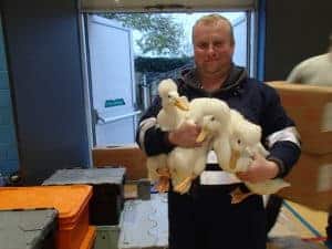 Anthony Stanway holding an armful of crested ducks
