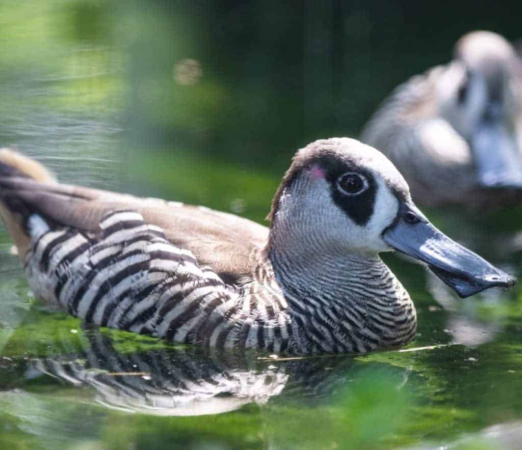 Pink-eared Duck in. breeding condition