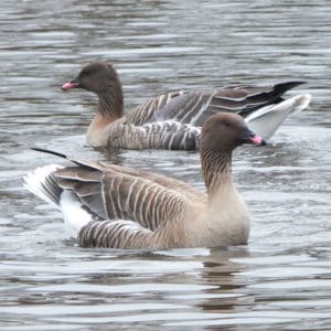 2 Pink-foot geese swimming