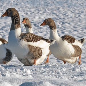 Pomeranian geese on a snowwy field