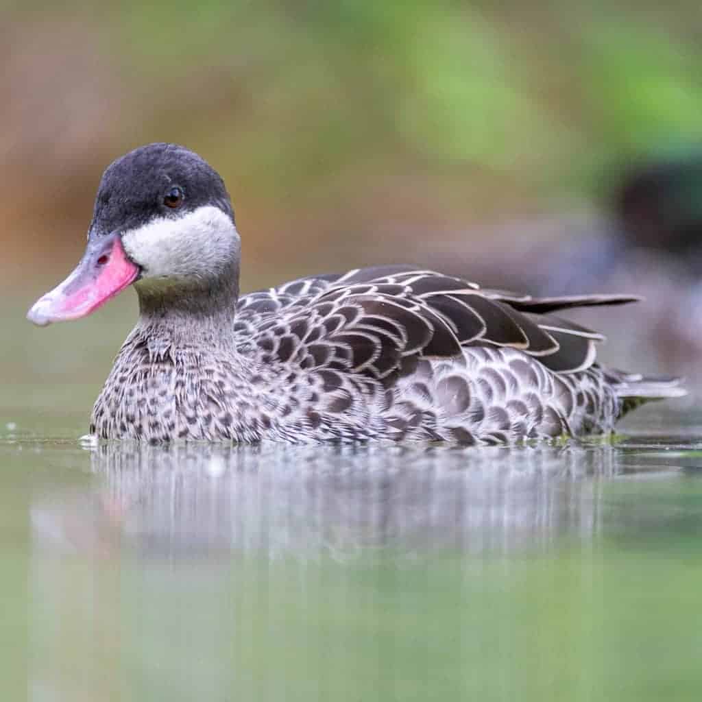 Red-billed Pintail