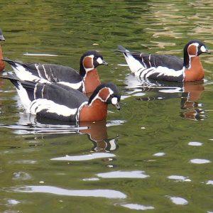 3 Red-breasted Geese swimming