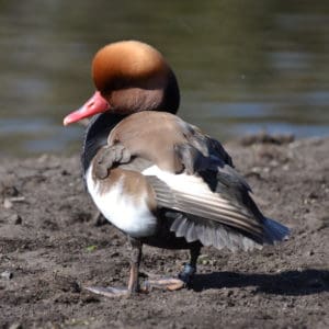 red-crested pochard standing on a bank