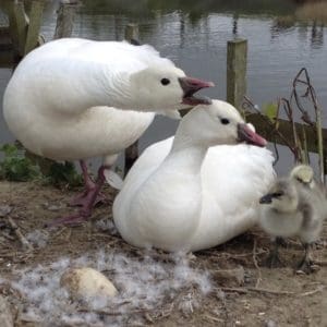 pair of Ross's geese defending a nest in a wildfowl collection